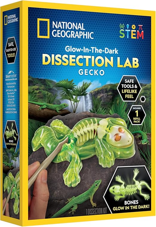 Buy National Geographic Glow In The Dark Gecko Dissection | Yallatoys.com